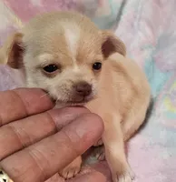 Pacey, a female Chihuahua for sale in Joplin, MO – Photo 4 of 8