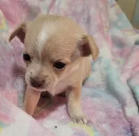 Pacey, a female Chihuahua for sale in Joplin, MO – Photo 1 of 8