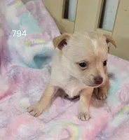 Pacey, a female Chihuahua for sale in Joplin, MO – Photo 2 of 8