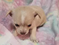 Pacey, a female Chihuahua for sale in Joplin, MO – Photo 6 of 8