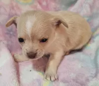 Pacey, a female Chihuahua for sale in Joplin, MO – Photo 8 of 8