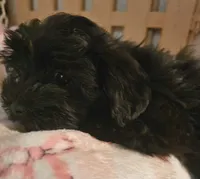 Piper, a female Morkie for sale in Joplin, MO – 2 of 10