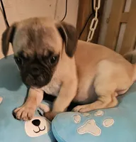 Timmy, a male French Bulldog and Pug for sale in Joplin, MO – 3 of 9