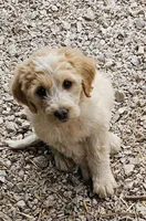 Rosie, a female Great Pyrenees and Poodle - Standard  for sale in Joplin, MO – 7 of 8