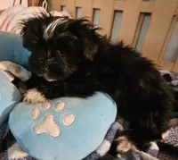 Pistol  Reduced, a male Morkie for sale in Joplin, MO – 5 of 8