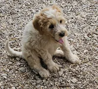 Rosie, a female Great Pyrenees and Poodle - Standard  for sale in Joplin, MO – 8 of 8