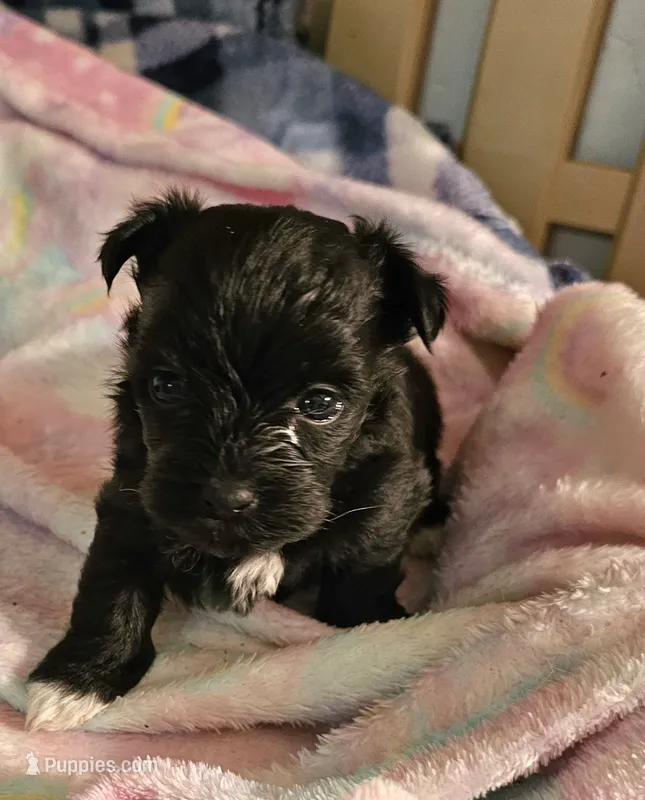 Piper – Morkie puppy for sale in Joplin, MO