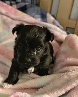 Piper, a female Morkie for sale in Joplin, MO – 1 of 7