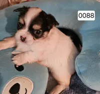 Whiskey, a male Chihuahua for sale in Joplin, MO – 6 of 6