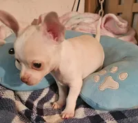 Charlie, a male Chihuahua for sale in Joplin, MO – 5 of 8