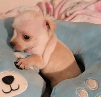 Rocky, a male Chihuahua for sale in Joplin, MO – 3 of 7