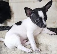 Bentley, a male Chihuahua for sale in Joplin, MO – 2 of 6