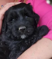 Curly, a male Great Pyrenees and Poodle - Standard  for sale in Joplin, MO – Photo 7 of 7