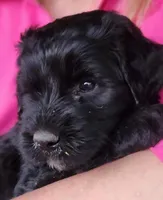 Curly, a male Great Pyrenees and Poodle - Standard  for sale in Joplin, MO – Photo 4 of 7