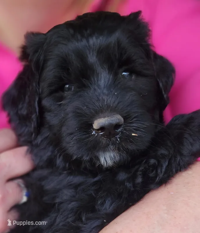 Curly – Great Pyrenees, Poodle - Standard  puppy for sale in Joplin, MO