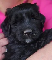 Curly, a male Great Pyrenees and Poodle - Standard  for sale in Joplin, MO – Photo 1 of 7