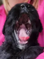 Curly, a male Great Pyrenees and Poodle - Standard  for sale in Joplin, MO – Photo 5 of 7