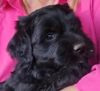 Curly, a male Great Pyrenees and Poodle - Standard  for sale in Joplin, MO – Photo 3 of 7