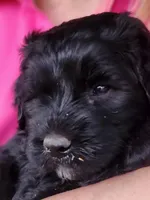 Curly, a male Great Pyrenees and Poodle - Standard  for sale in Joplin, MO – Photo 2 of 7
