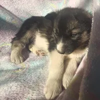 Kacie $100 off, a female Siberian Husky for sale in Joplin, MO – Photo 7 of 8