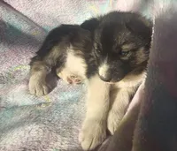 Kacie, a female Siberian Husky for sale in Joplin, MO – Photo 7 of 8