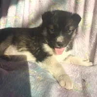 Kacie $100 off, a female Siberian Husky for sale in Joplin, MO – Photo 4 of 8