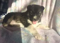 Kacie, a female Siberian Husky for sale in Joplin, MO – Photo 2 of 8