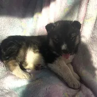 Kacie $100 off, a female Siberian Husky for sale in Joplin, MO – Photo 2 of 8