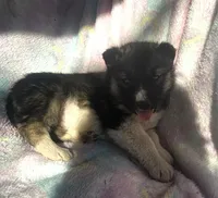 Kacie, a female Siberian Husky for sale in Joplin, MO – Photo 3 of 8