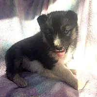 Kacie $100 off, a female Siberian Husky for sale in Joplin, MO – Photo 1 of 8