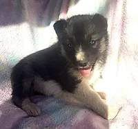 Kacie, a female Siberian Husky for sale in Joplin, MO – Photo 1 of 8