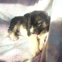 Kacie $100 off, a female Siberian Husky for sale in Joplin, MO – Photo 5 of 8