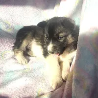 Kacie, a female Siberian Husky for sale in Joplin, MO – Photo 5 of 8