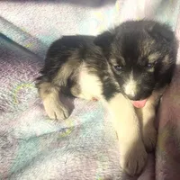 Kacie $100 off, a female Siberian Husky for sale in Joplin, MO – Photo 8 of 8