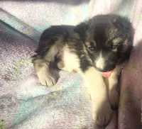 Kacie, a female Siberian Husky for sale in Joplin, MO – Photo 8 of 8