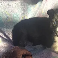 Kacie $100 off, a female Siberian Husky for sale in Joplin, MO – Photo 3 of 8