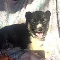 Kacie $100 off, a female Siberian Husky for sale in Joplin, MO – Photo 6 of 8