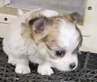 Flipper, a male Chihuahua for sale in Joplin, MO – 5 of 7