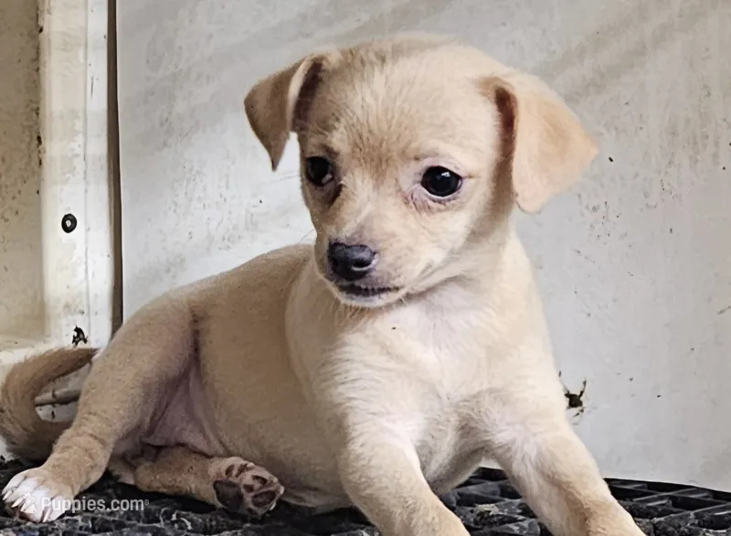 Tess – Chihuahua puppy for sale in Joplin, MO
