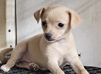 Tess, a female Chihuahua for sale in Joplin, MO – 1 of 8