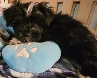 Pistol  Reduced, a male Morkie for sale in Joplin, MO – 2 of 8