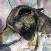 Sammie on sale, a female Siberian Husky for sale in Joplin, MO – Photo 2 of 8