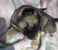 Sammie, a female Siberian Husky for sale in Joplin, MO – Photo 2 of 8