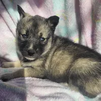 Sammie on sale, a female Siberian Husky for sale in Joplin, MO – Photo 5 of 8