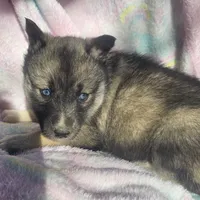 Sammie on sale, a female Siberian Husky for sale in Joplin, MO – Photo 1 of 8