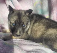 Sammie, a female Siberian Husky for sale in Joplin, MO – Photo 1 of 8