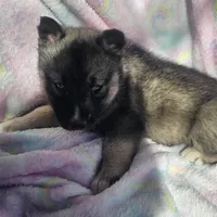 Sammie on sale, a female Siberian Husky for sale in Joplin, MO – Photo 6 of 8