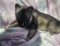 Sammie, a female Siberian Husky for sale in Joplin, MO – Photo 6 of 8