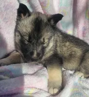 Sammie, a female Siberian Husky for sale in Joplin, MO – Photo 4 of 8