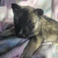 Sammie on sale, a female Siberian Husky for sale in Joplin, MO – Photo 7 of 8
